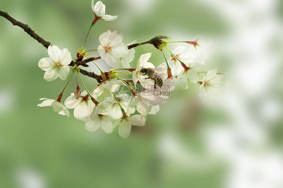 春季樱花风景图片