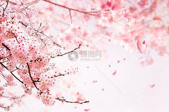 浪漫粉色樱花图片