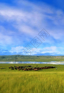 奶牛吃草壮观草原马群h5动态背景高清图片