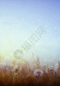 蒲公英睡gif图片-蒲公英睡动态图-蒲公英睡gif格式下载-摄图网