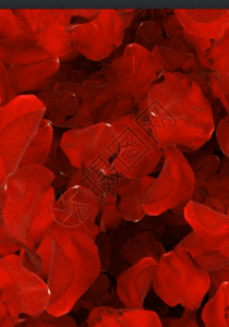 大红色玫瑰花瓣情人节婚礼婚庆背景图片