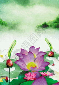 中国风夏日荷花盛开背景图片素材