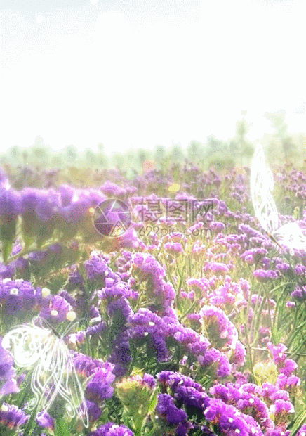 薰衣草花园背景动图图片-正版gif素材401032820-摄图网