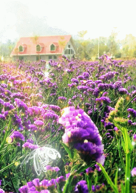 薰衣草花园背景动图图片 正版gif素材 摄图网