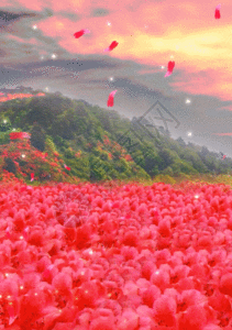满山红艳艳映山红唯美杜鹃花背景图片素材