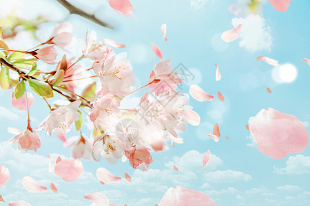 粉色天空樱花飘落设计图片