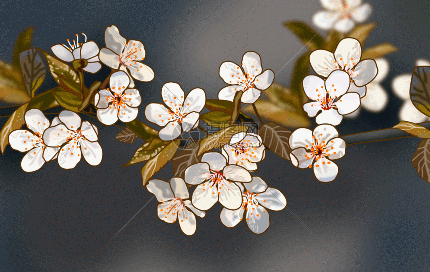 漂亮的白色樱花春天gif图片