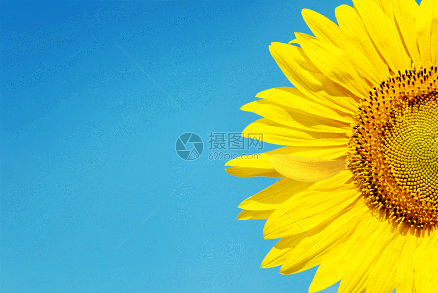 蓝色天空下的向日葵gif动图图片 正版gif素材 摄图网 蓝色天空下的向日葵gif动图图片 正版gif素材 摄图网