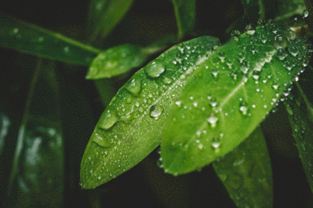 雨中的森林水滴绿叶微距清新环境gif高清图片