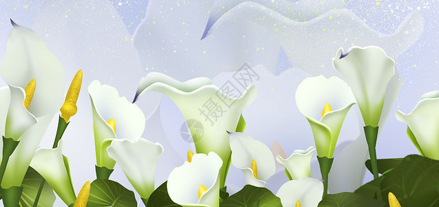 热带花卉插画背景图片