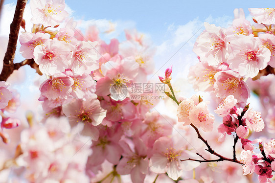 浪漫樱花场景图片