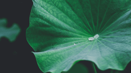 植物下雨荷叶露水水珠gif高清图片