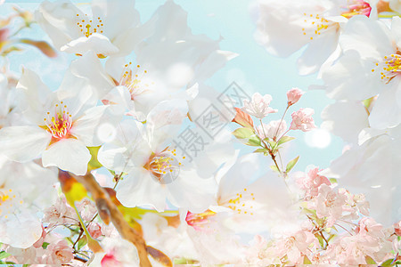 樱花花瓣背景浪漫樱花设计图片