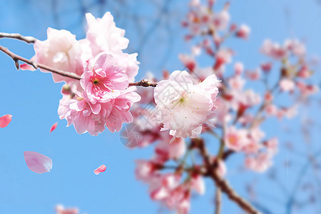 春天浪漫樱花图片