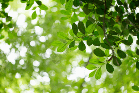 夏天背景素材自然绿色树叶背景素材gif高清图片