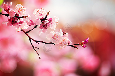 桃花盛开春天背景设计图片