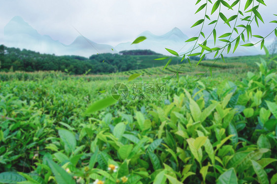 青山绿柳图片