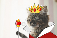 猫国王拟人化摄影插画图片