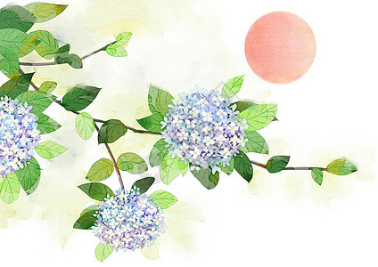 绣球花水彩花卉图片