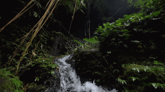 丛林小溪水流GIF图片