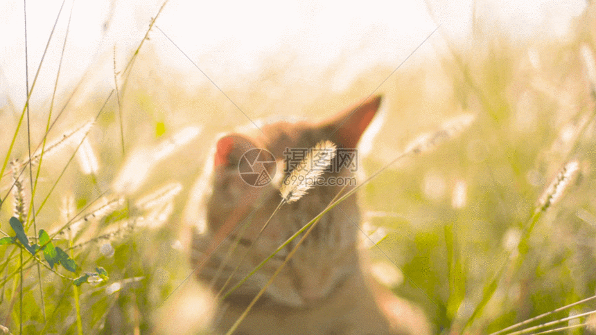猫咪在草丛里GIF图片