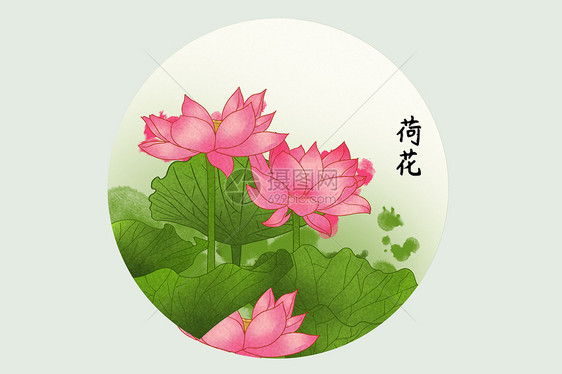 荷花插画图片