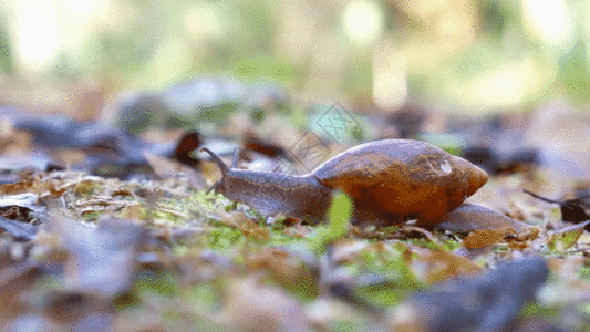 森林特写蜗牛运动GIF高清图片