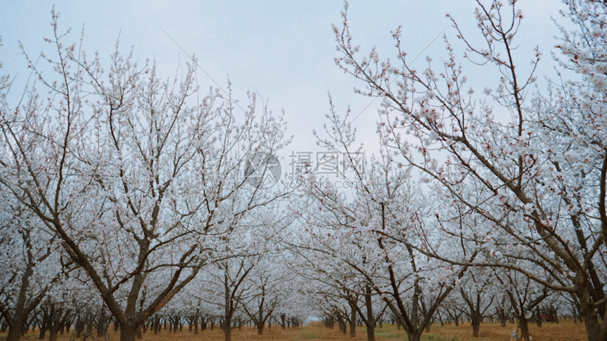 桃花园林gif动图图片-正版gif素材401075828-摄图网