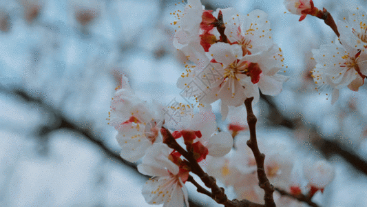 园林漫步美丽桃花GIF高清图片