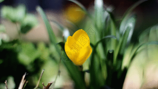 延时花朵GIF图片