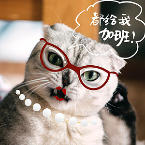 萌宠猫咪拟人创意摄影背景图片
