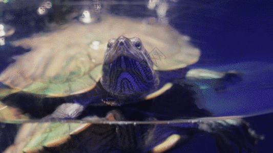 海龟乌龟GIF高清图片