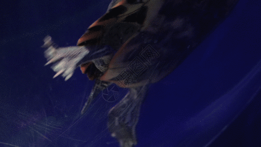 海底乌龟GIF图片