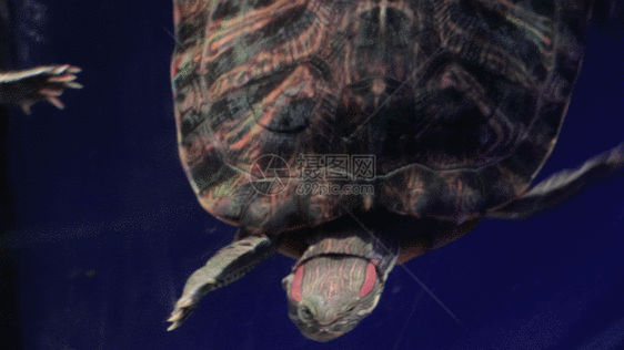 海底乌龟GIF图片