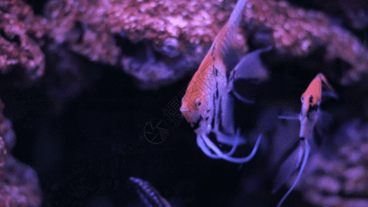海底金鱼GIF图片