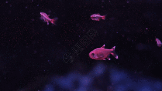 海底小鱼金鱼GIF高清图片