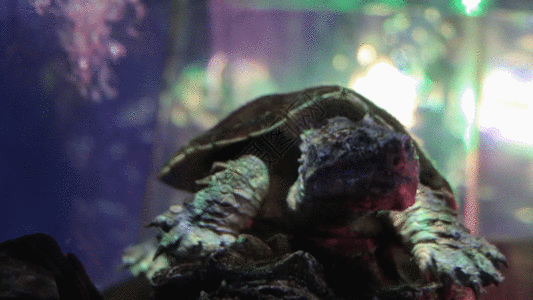 深海捕捞深海乌龟高清图片