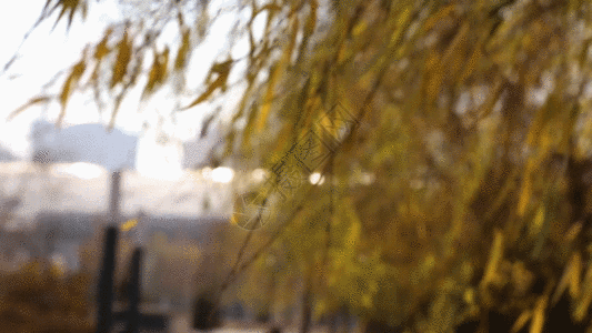 秋天树木树枝树叶GIF高清图片