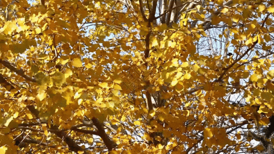 金树叶GIF图片