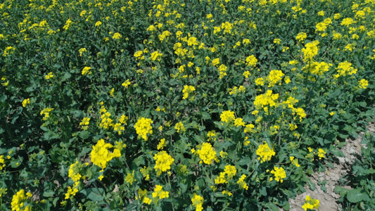 航拍油菜花gif图片素材