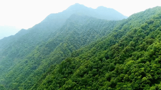 大山蜂蜜航拍绿树林GIF高清图片