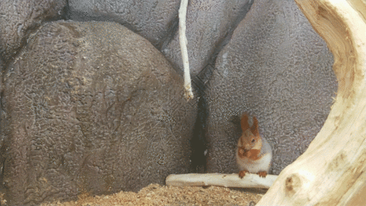 小松鼠吃东西GIF图片