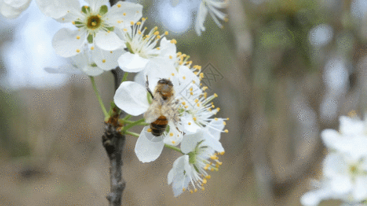 吃梨梨花蜜蜂GIF高清图片