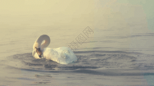 白鹅戏水GIF图片