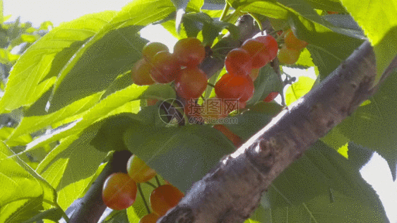 柿子视频GIF图片