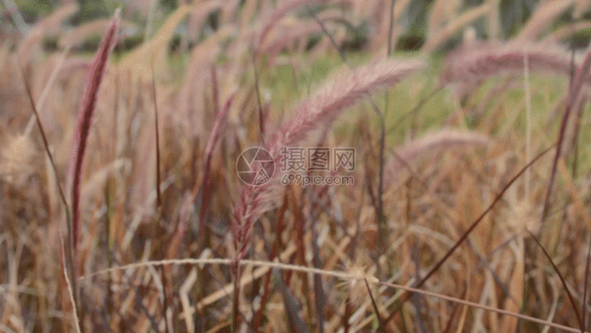 gif动态图片下载,该gif动态图片标题为狗尾巴草gif,编号:401080228