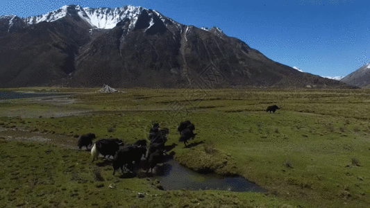 内蒙古牛羊草原牦牛GIF高清图片