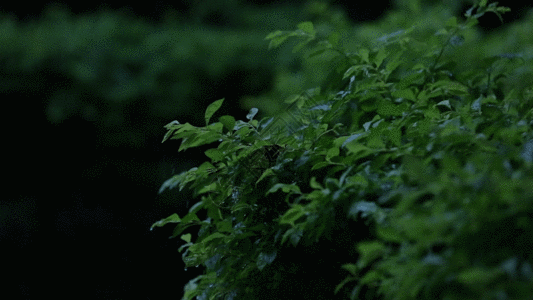 绿叶摆动gif图片素材