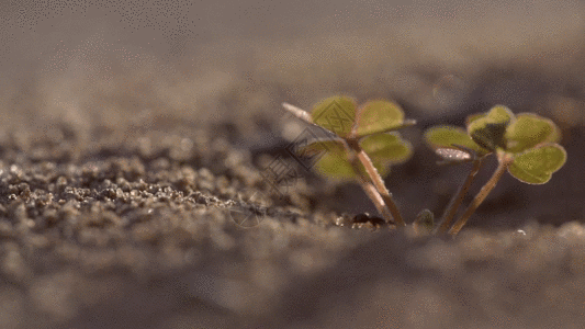 蚂蚁石头沙地里的爬行蚂蚁实拍GIF高清图片