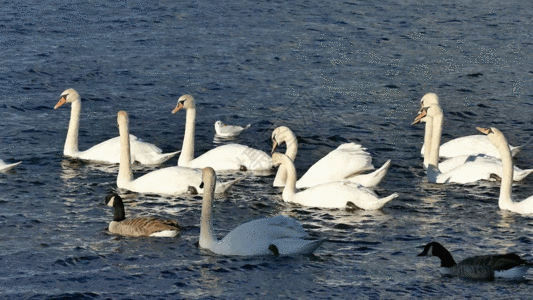 湖中的天鹅群实拍GIF图片